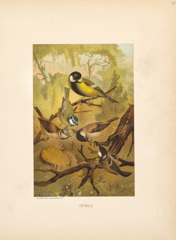 Titmice, Selmar Press Publisher, NY, 1898