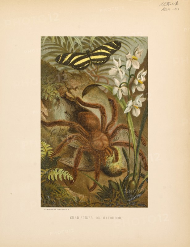Crab-Spider or Matoudou, Selmar Press Publisher, NY, 1898