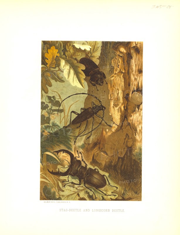 Stag-Beetle and Longicorn Beetle, Selmar Press Publisher, NY, 1898