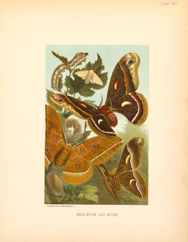Silk-Worm and Moths, Selmar Press Publisher, NY, 1898