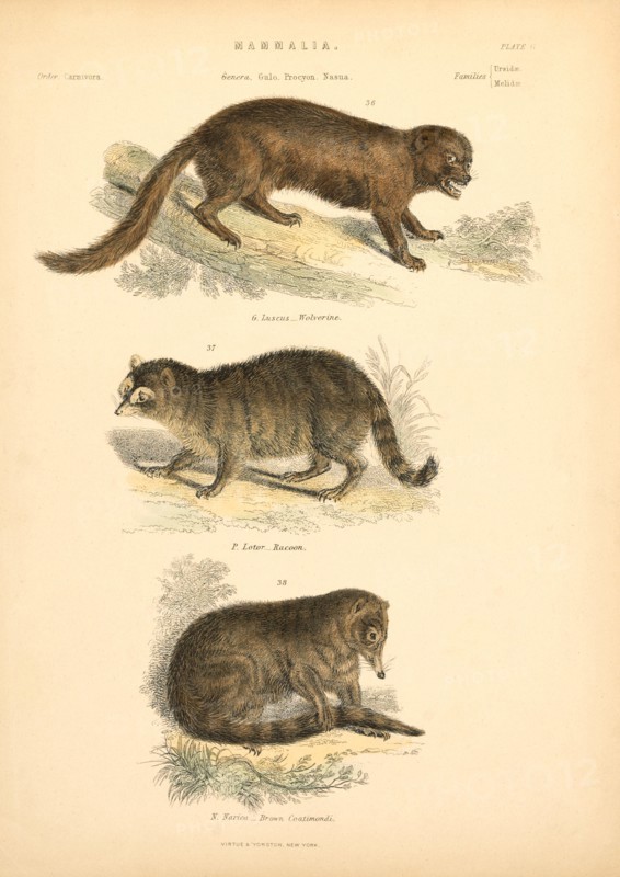 Mammalia, Plate II, Virtue & Yorston, New York, 1860
