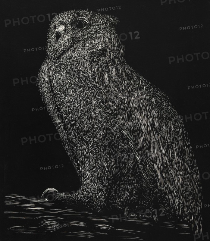 Portrait of Owl, Illustration, Judith Armidur