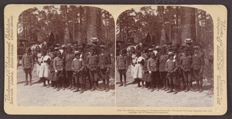Little Tea Pickers who Sang for President Theodore Roosevelt, Pinehurst Tea Farm, Summerville, South Carolina, USA, Stereo Card, Underwood & Underwood, 1902