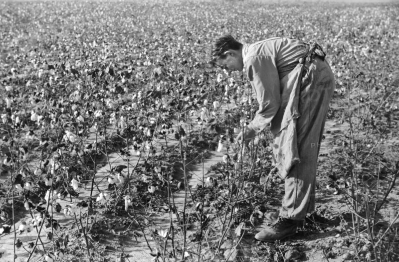 Oldest Son of J.A. Johnson Picking Cotton, Statesville, North Carolina, USA, Marion Post Wolcott, Farm Security Administration, October 1939