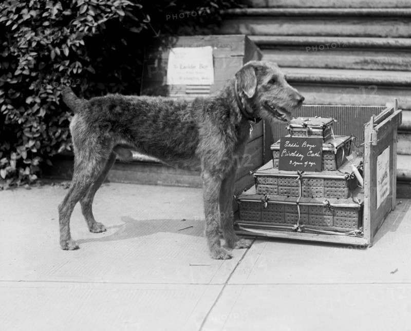U.S. President Warren G. Harding's Dog, Laddie Boy, with his Birthday Cake, Washington DC, USA, National Photo Company, July 25, 1923