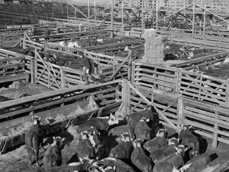 Stockyards, South Omaha, Nebraska, USA, John Vachon, Farm Security Administration, November 1938