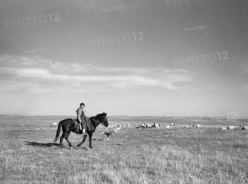 Rancher Herding Sheep, Pennington County, South Dakota, USA, Arthur Rothstein, Farm Security Administration, May 1936