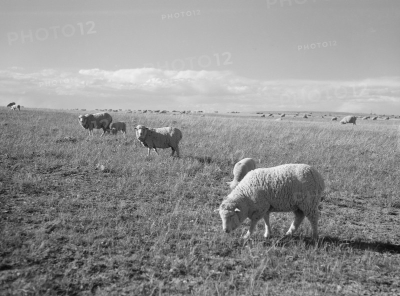Sheep Grazing, Pennington County, South Dakota, USA, Arthur Rothstein, Farm Security Administration, May 1936