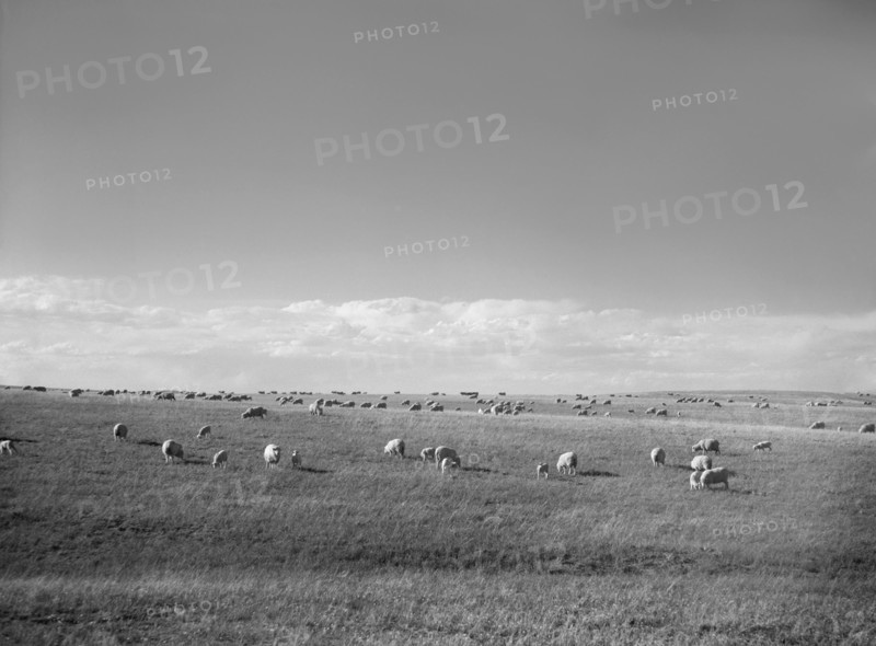Sheep Grazing, Pennington County, South Dakota, USA, Arthur Rothstein, Farm Security Administration, May 1936