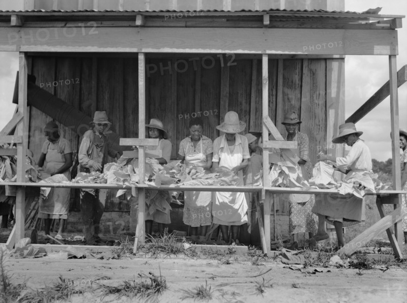 Group of Laborers Stringing Tobacco, Florence County, South Carolina, USA, Farm Security Administration, 1938