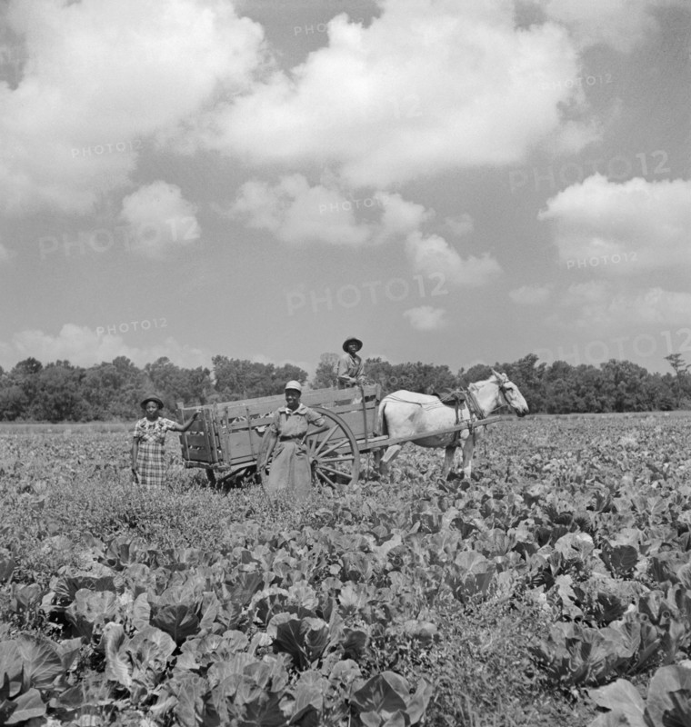 Laborers in Cabbage Field, Parris Island, South Carolina, USA, Alfred T. Palmer, Office of War Information, May 1942