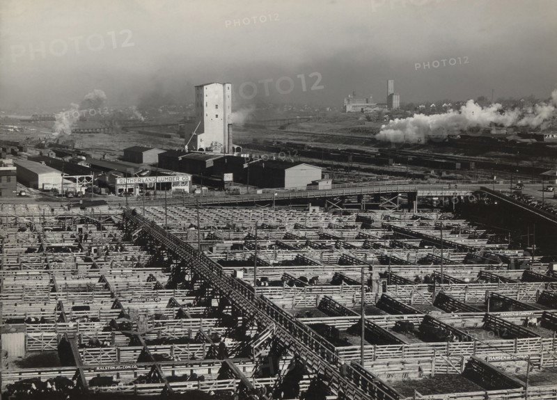 Stockyards, South Omaha, Nebraska, USA, John Vachon, Farm Security Administration, November 1938