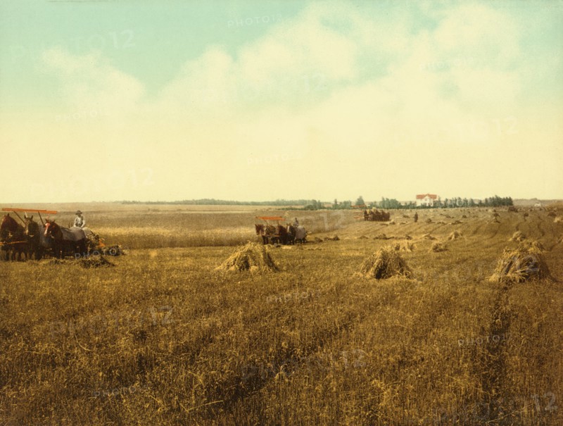 Harvest Field, South Dakota, USA, Photochrome Print, Detroit Publishing Company, 1898