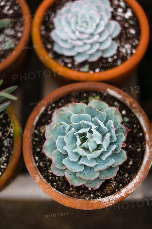 High Angle View of Potted Succulents