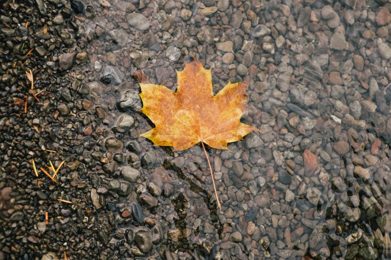Golden Leaf Floating in Stream