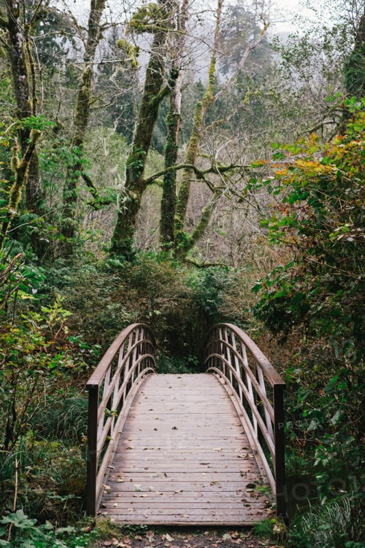 Footbridge in Forest