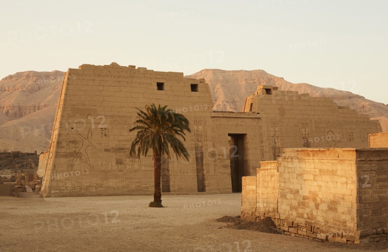 Medinat Habu Temple with Palm Tree, Luxor, Egypt