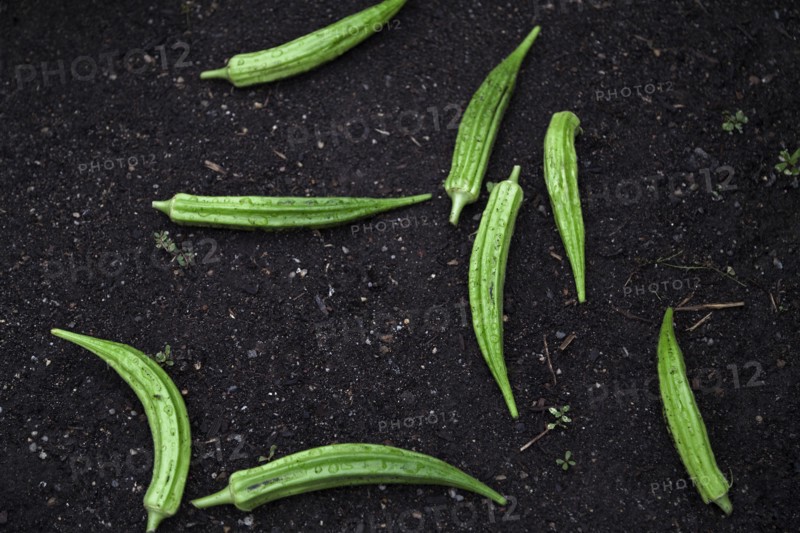 Freshly-Picked Okra