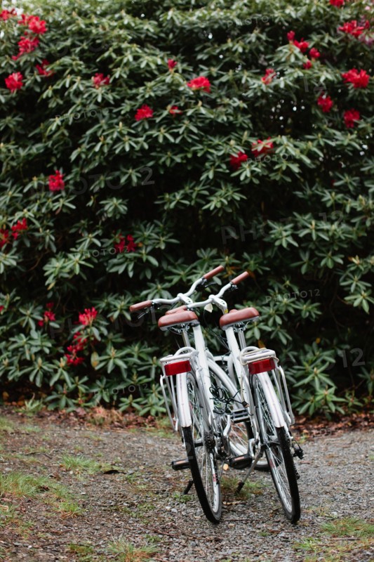 Two White Bicycles Parked near Flowering Shrub
