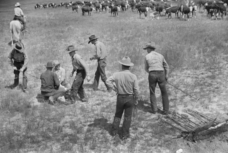 Branding a Calf at Quarter Circle U Ranch Roundup, Montana, USA, Arthur Rothstein, Farm Security Administration, June 1939