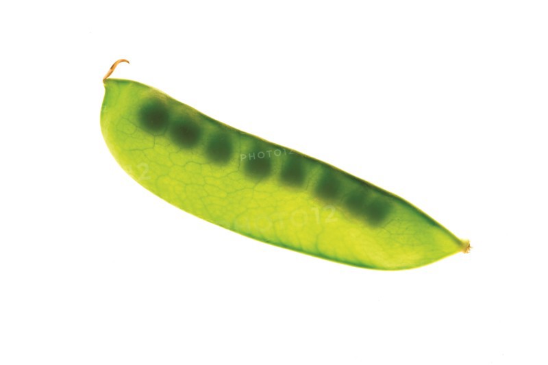 Pea Pod Close-up