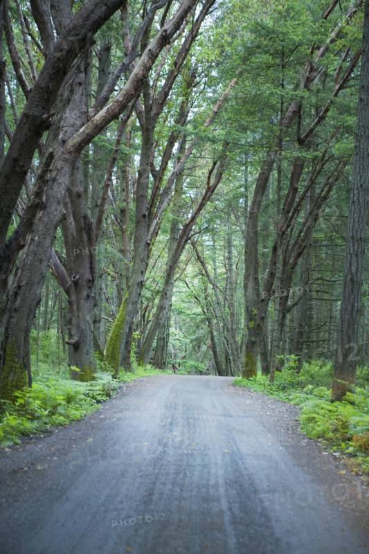 Country Road Through Woods