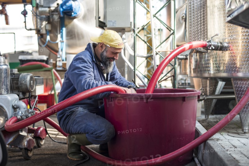 Worker at Winery, Gattinara, Piedmont, Italy 2