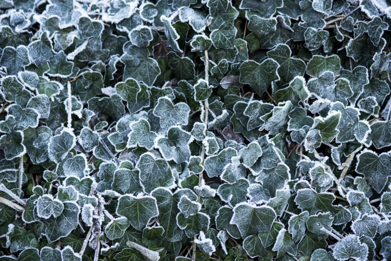 Frozen Ivy Leaves