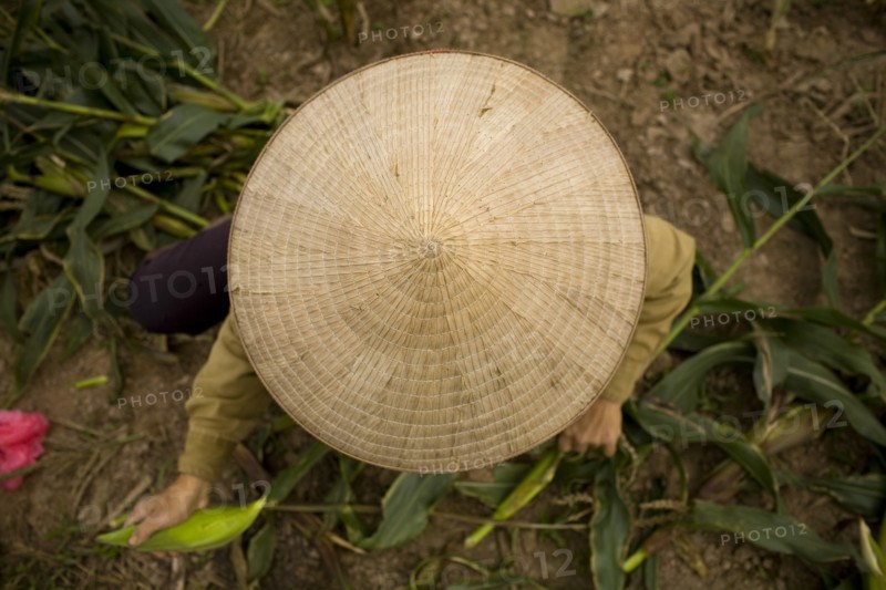 Person Wearing Conical Straw Hat While Farming, High Angle View, Hanoi, Vietnam