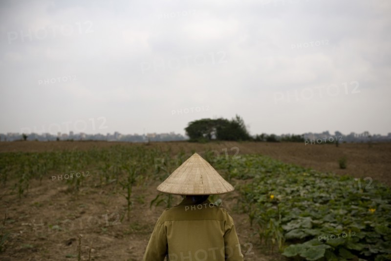 Vietnamese Farmer in Conical Straw Hat, Rear View, Hanoi Vietnam