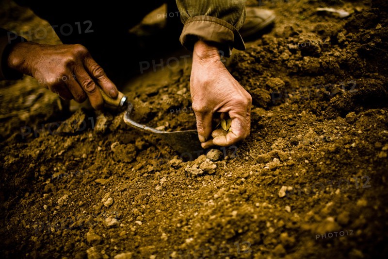 Farmer Planting Pumpkin Seeds, Hanoi, Vietnam, Asia