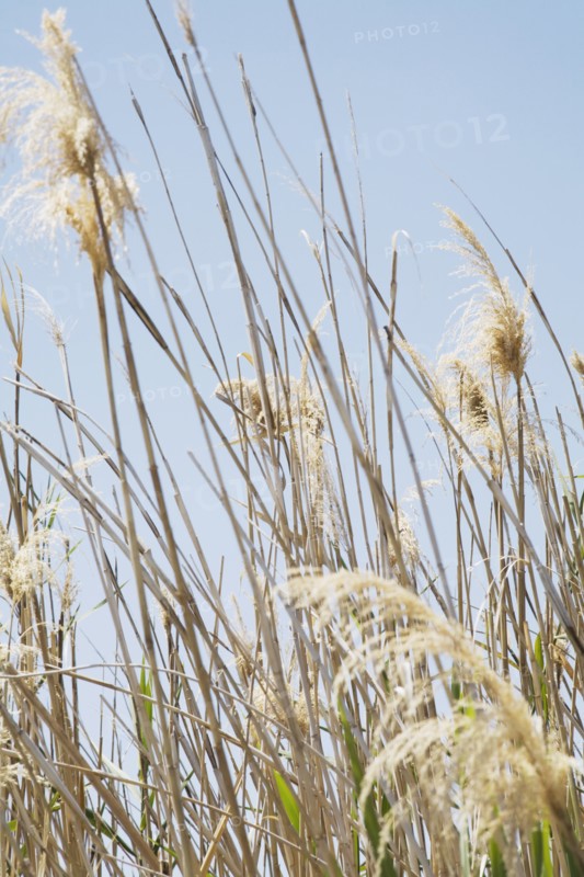 Tall Grass on Pale Blue Sky