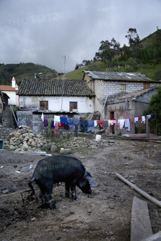 Pig and Clothesline in Rundown Backyard, Chugchilan, Ecuador