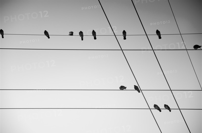 Birds Sitting on Wires with Geometric Pattern, Low Angle View