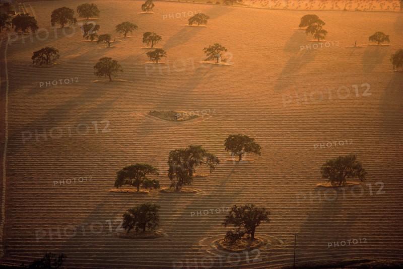 Trees in Striped Field, High Angle View