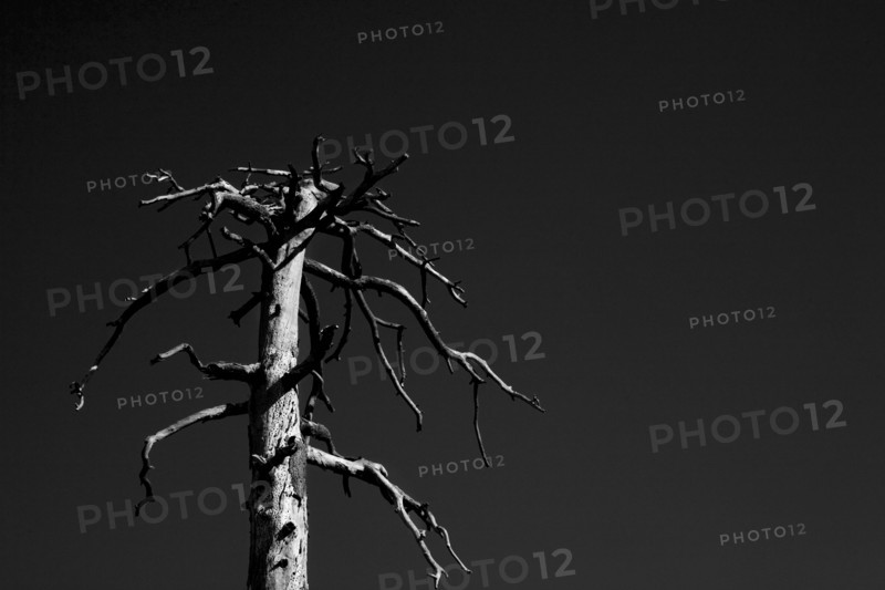 Bare Tree Against Dark Sky