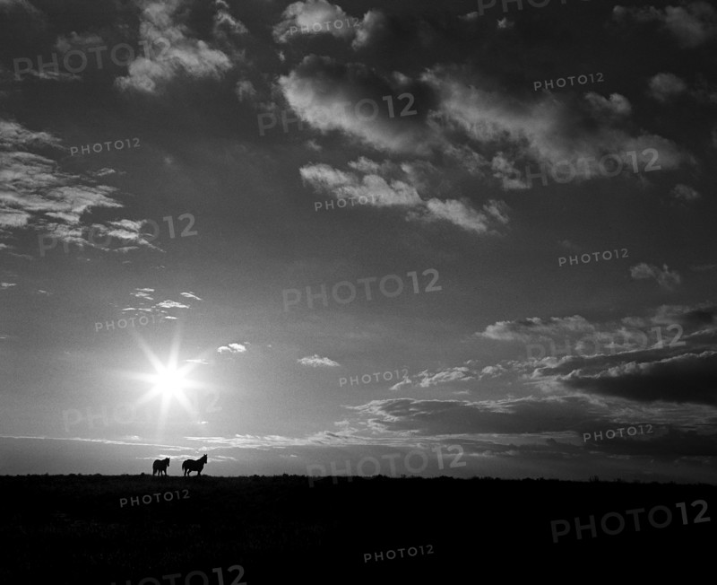 Horses in Field at Sunrise