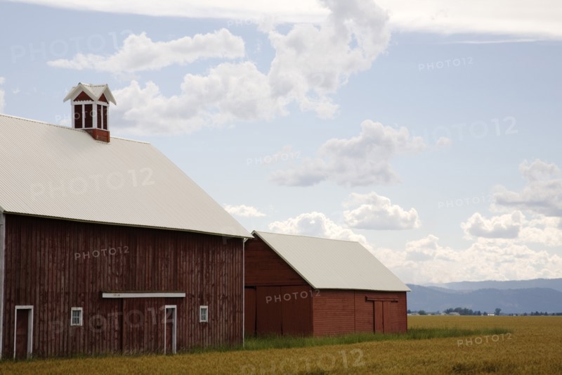 Barns in a Wheat Field