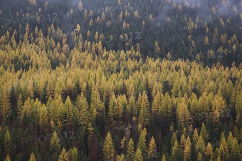 Coniferous Forest Landscape