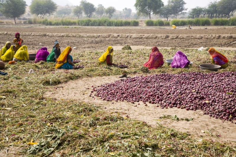 Brightly Dressed Woman Sitting, Working in Onion Field