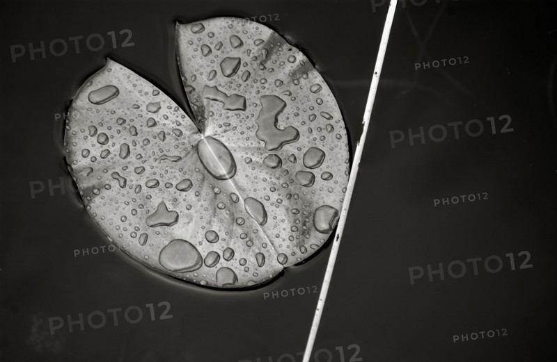 Lily Pad on Water Surface