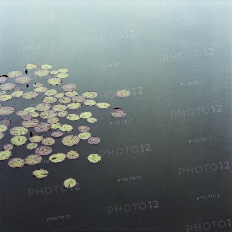 Water Lillies