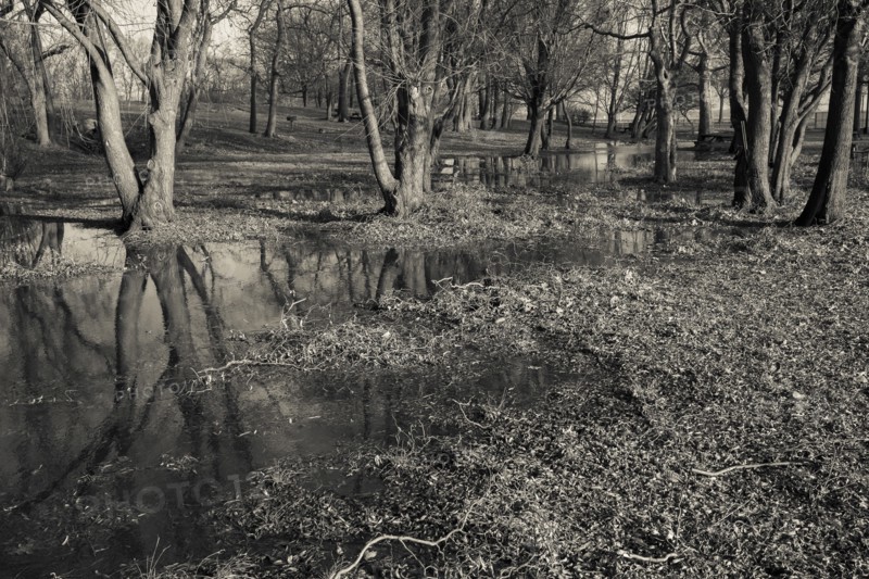 Trees in Flooded Field, Orchard Beach Park, Bronx, New York City, USA