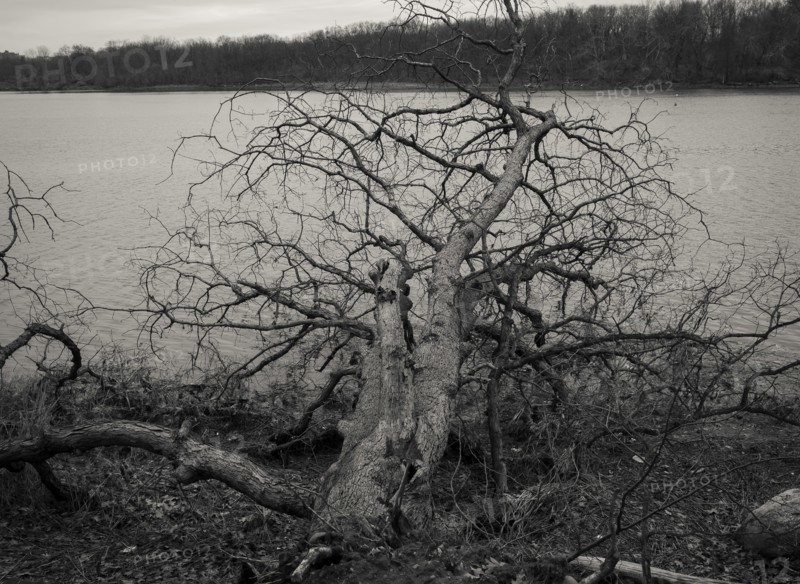 Fallen Tree at Water's Edge