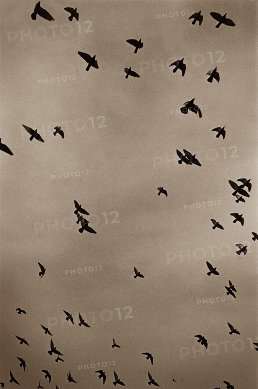 Flock of Birds in Flight