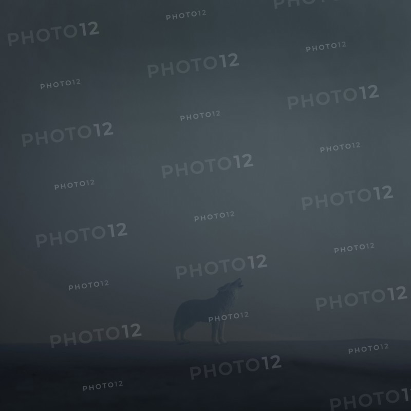 Howling Wolf in Fog