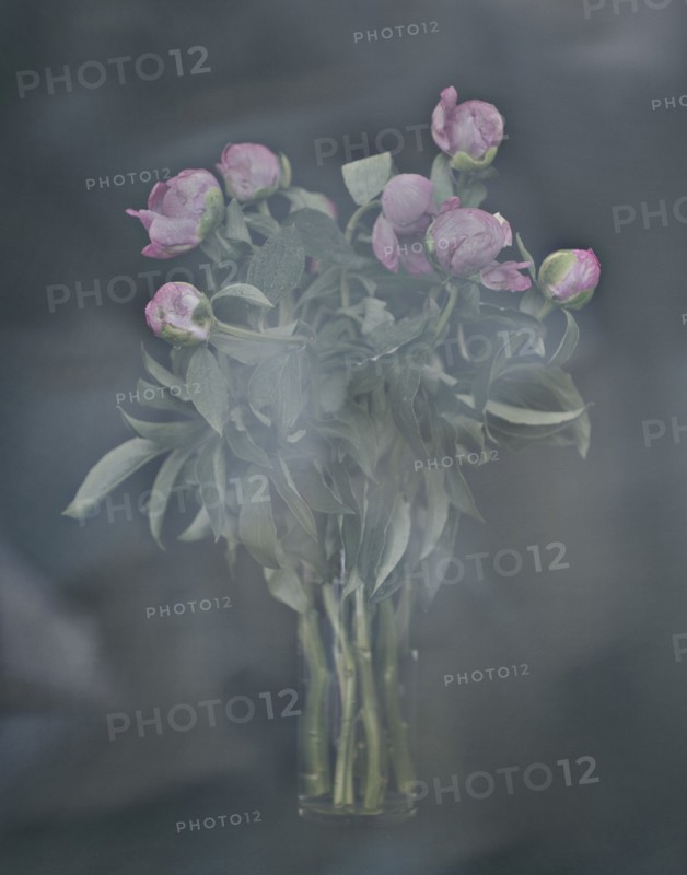 Bouquet of Peony Flowers in Vase