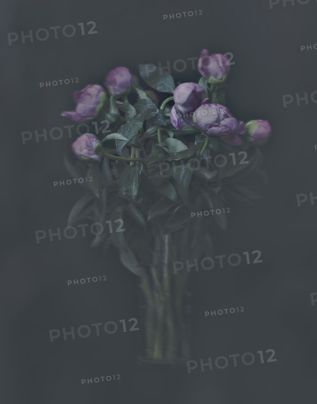 Bouquet of Peony Flowers in Vase Against Dark Background