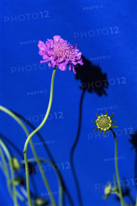 Pink Pincushion Flower on Blue