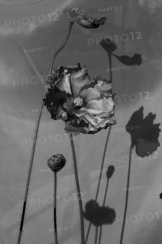 Dark Poppies & Bud